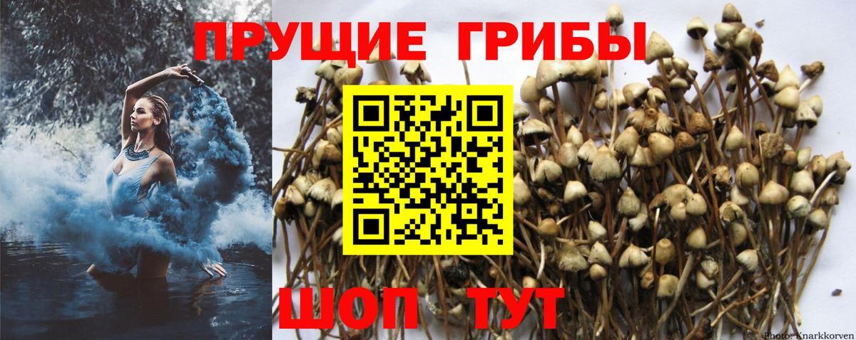 Псилоцибиновые грибы Magic Shrooms  Вход с VPN  Майкоп 